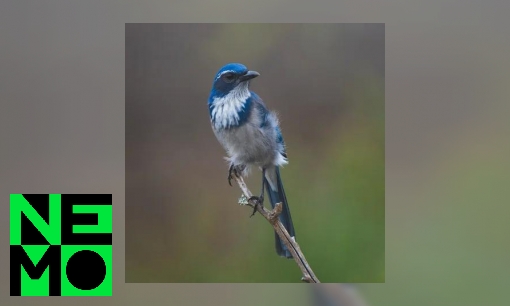 Plaatje Kunnen dieren fantaseren?