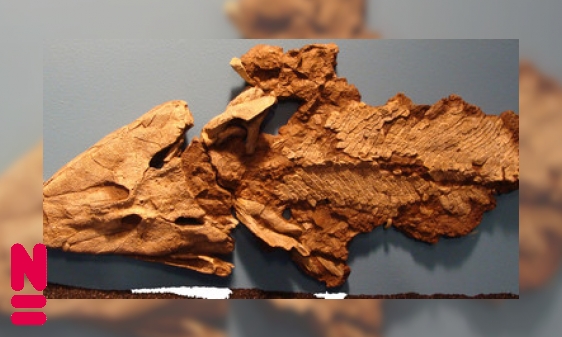 Plaatje Vanuit zee het land op: Tiktaalik
