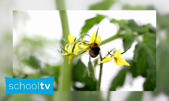 Wat doen hommels in een tomatenkas?