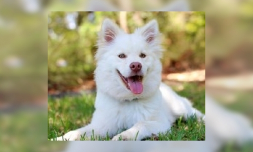 Plaatje Hoe kan een hond zo goed ruiken?