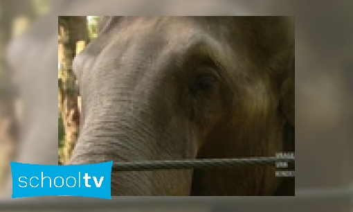 Plaatje Kunnen olifanten ruiken met hun slurf?