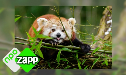 Plaatje Waku Waku weetjes over de rode panda