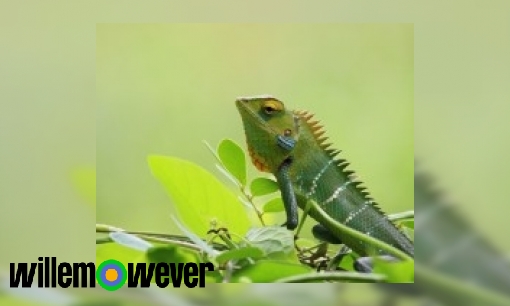 Waarom verandert een kameleon van kleur?