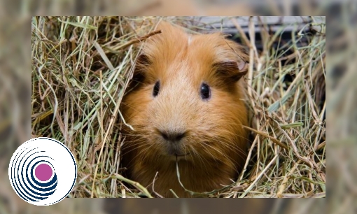 Plaatje Cavia