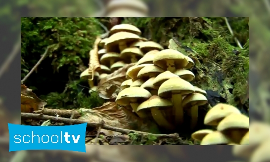 Plaatje Welke paddenstoelen uit het bos kun je eten?