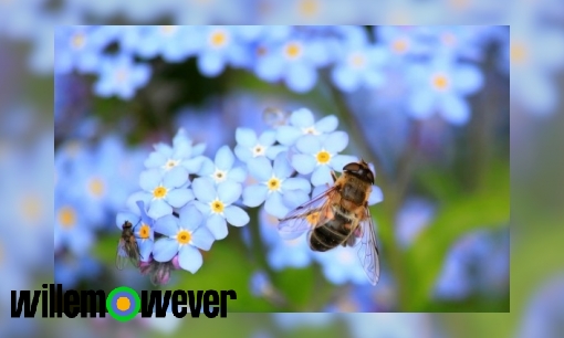 Plaatje Hoe weten bijen in welke bloemen honing zit?