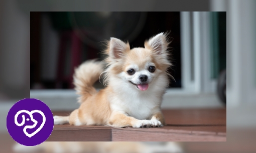 Plaatje Chihuahua