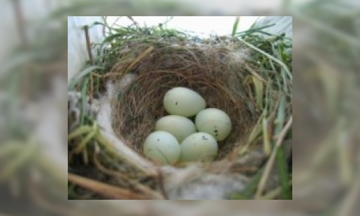 Plaatje Waarom is een vogelnest rond?