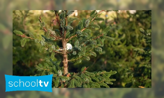 Plaatje Wat is een duurzame kerstboom?