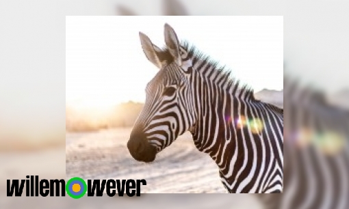 Plaatje Waarom heeft een zebra strepen?