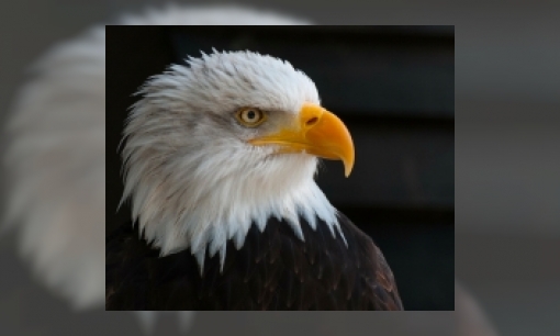 Hoe hoog kan een vogel vliegen?