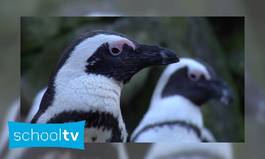 Plaatje Leven pinguïns alleen in koude gebieden?