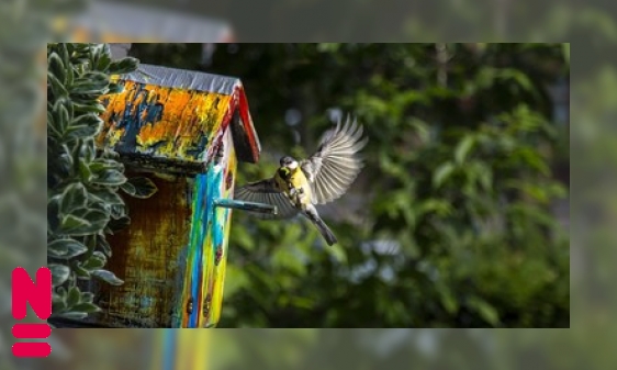 Biodiversiteit verdient rommel