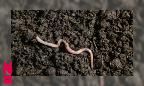 Doodgravers, pissebedden en mollen: een tuin vol leven