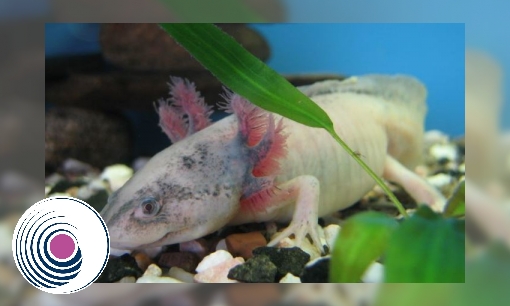 Spreekbeurt Axolotl