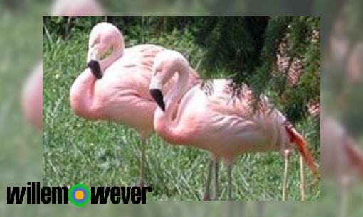 Plaatje Waarom staan flamingo