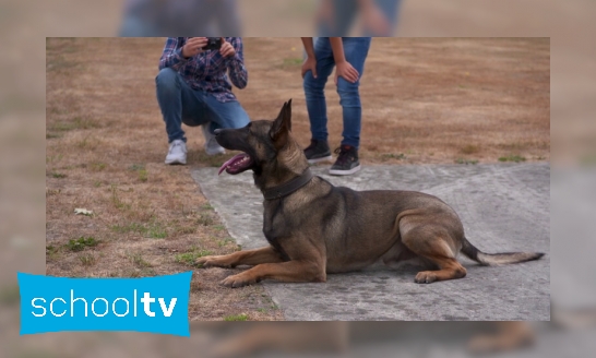 Plaatje Waarom kunnen honden zo goed ruiken?