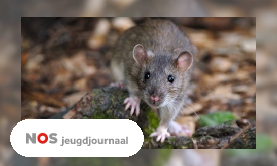 Plaatje Rattenplaag in Parijs: ze zitten overal