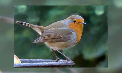 Plaatje Werkstuk vogels