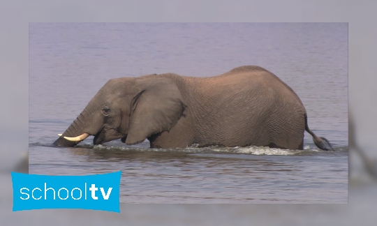 Hoe houden dieren zichzelf op temperatuur?