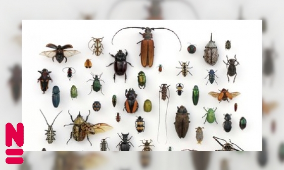 Plaatje Waarom zijn er zoveel soorten insecten?