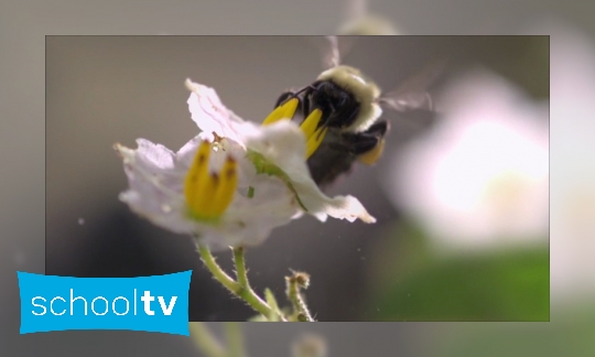 Wat zijn pollen?