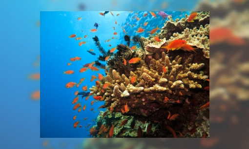 Plaatje Het koraal sterft uit: zes dingen die je moet weten