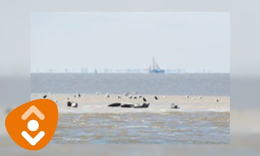 Plaatje Wadden