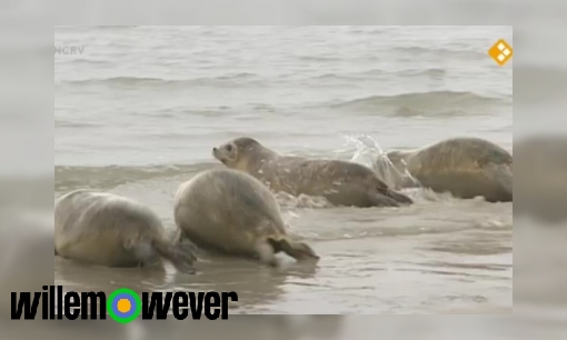 Hoe komt het dat er zoveel zeehonden ziek zijn?