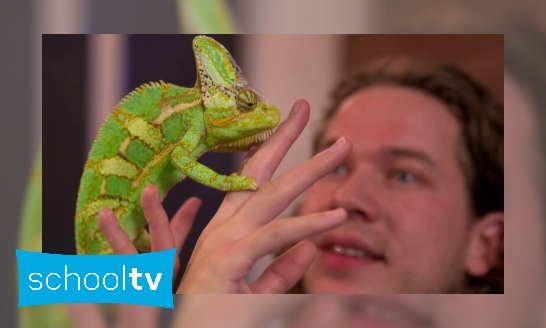 Wat maakt een reptiel een reptiel?