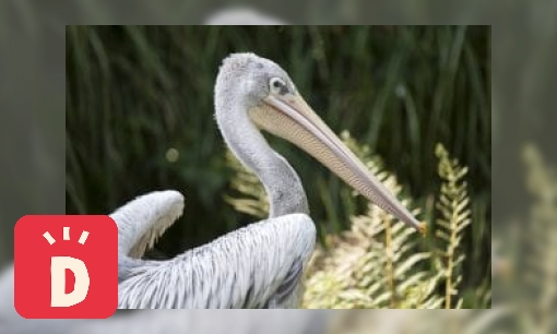 Plaatje Roodrug pelikaan