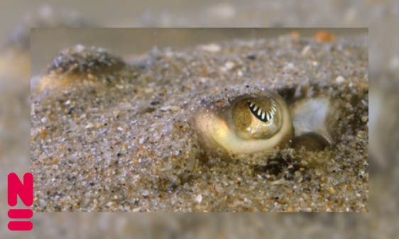 Plaatje In het oog springende pupillen