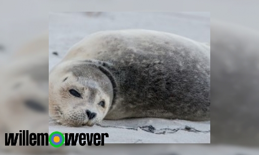 Plaatje Wat gebeurt er met zeehonden in Pieterburen?