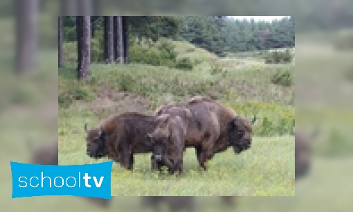 Plaatje De wisent