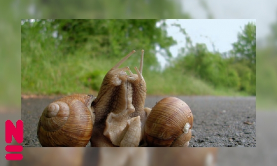 Voortplanten: doe je het samen of alleen?