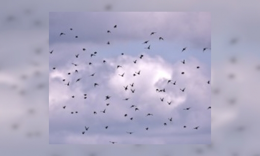 Hoe kan het dat vogels niet tegen elkaar botsen in de lucht?