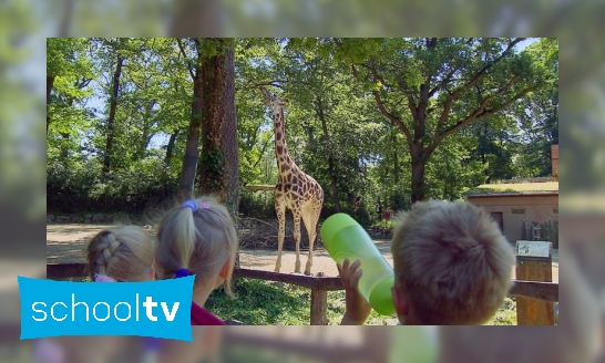 Hoe drinkt een giraffe?