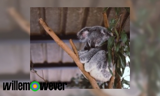 Plaatje Waarom houden sommige dieren een winterslaap?