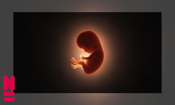 Plaatje Het menselijk embryo