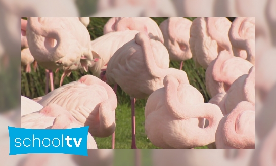 Plaatje Waarom staan flamingo’s vaak op één been?