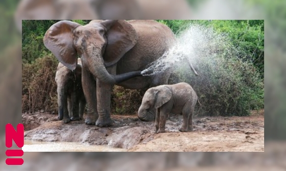 De olifant zoekt verkoeling