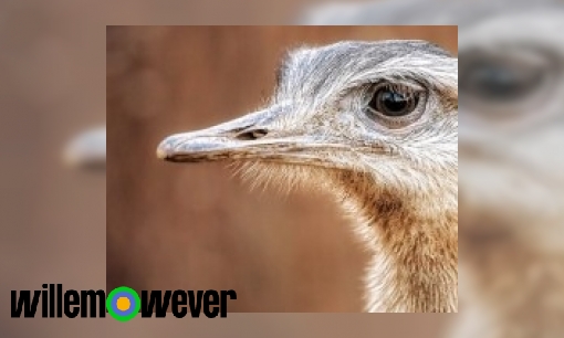 Plaatje Waarom steken struisvogels hun kop in het zand?