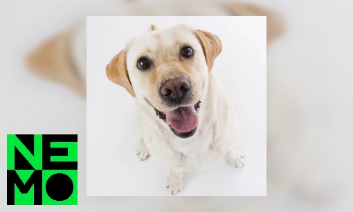 Plaatje Waarom is chocolade giftig voor honden?