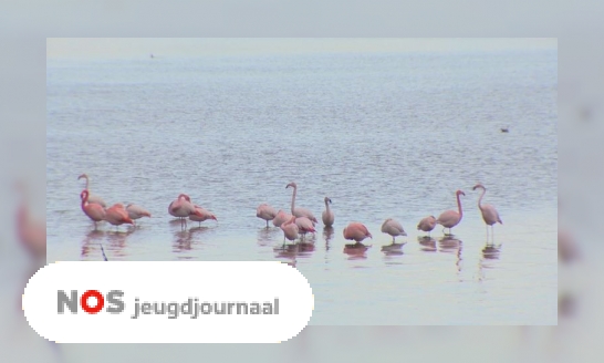Plaatje Te veel mensen willen groep flamingo