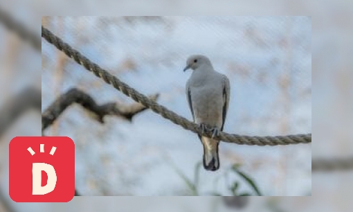 Plaatje Bonte muskaatduif