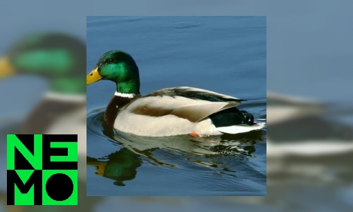 Plaatje Hoe blijft een eend drijven?