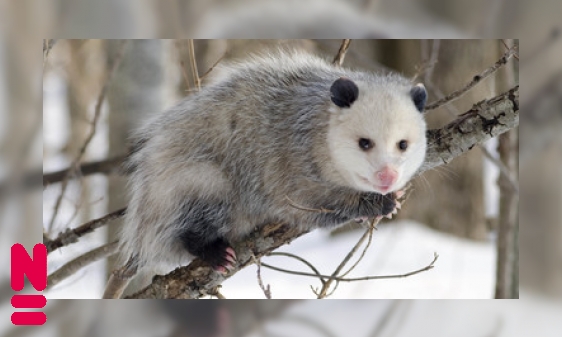 Plaatje De opossum houdt zich dood