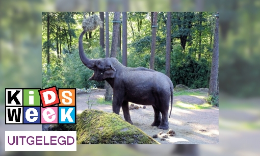 Plaatje Uitdrukking uitgelegd: ‘Als een olifant in de porseleinkast’
