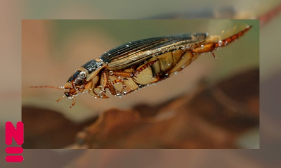 Insecten gaan kopje onder