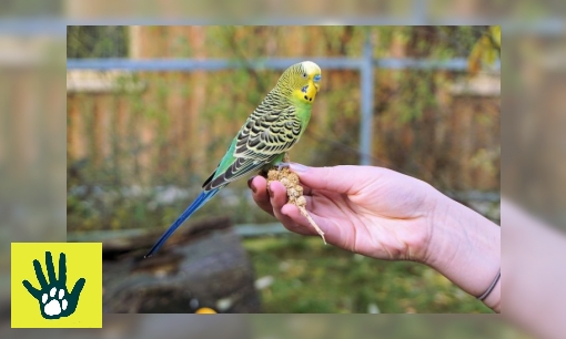 Plaatje Spreekbeurt over grasparkieten